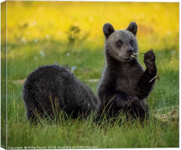 Brown Bear Cub Eating Grass Canvas Print by Philip Pound