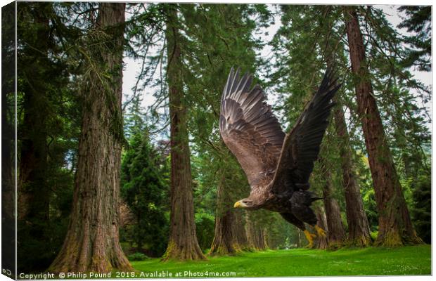 Golden Eagle and Giant Redwood Trees Canvas Print by Philip Pound