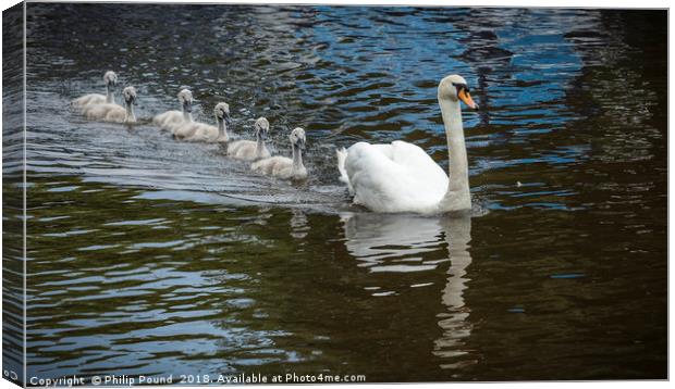 Mute Swan With Cygnets on Canal Canvas Print by Philip Pound