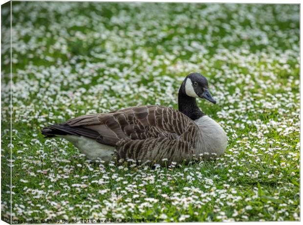 Canada goose sitting in a field of white daisies Canvas Print by Philip Pound