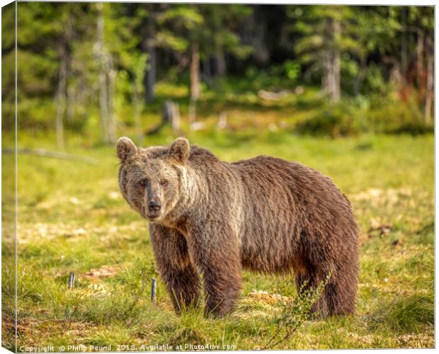 Brown Bear  Canvas Print by Philip Pound