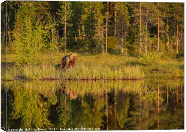 Reflections of a wild brown bear in the lake Canvas Print by Philip Pound