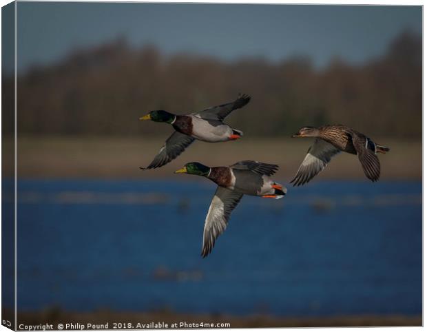 Mallard Ducks in Flight Canvas Print by Philip Pound