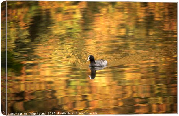 Coot Swimming on Lake Canvas Print by Philip Pound