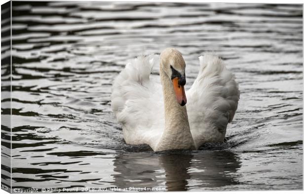 Mute Swan on Lake Canvas Print by Philip Pound