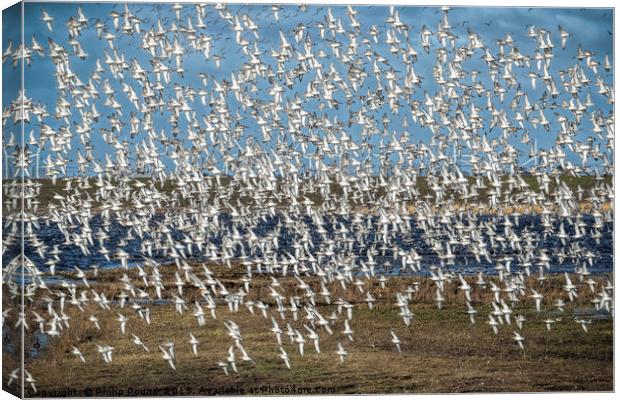 Murmuration of black-tailed godwits Canvas Print by Philip Pound