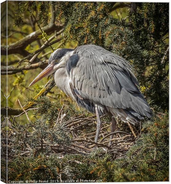 Grey Heron Perched on a nest Canvas Print by Philip Pound