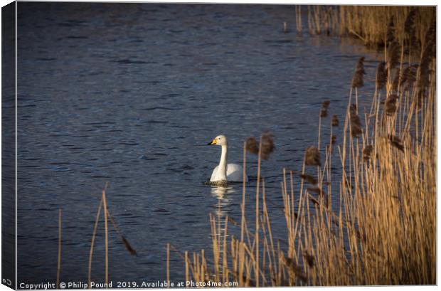Whooper Swan Canvas Print by Philip Pound