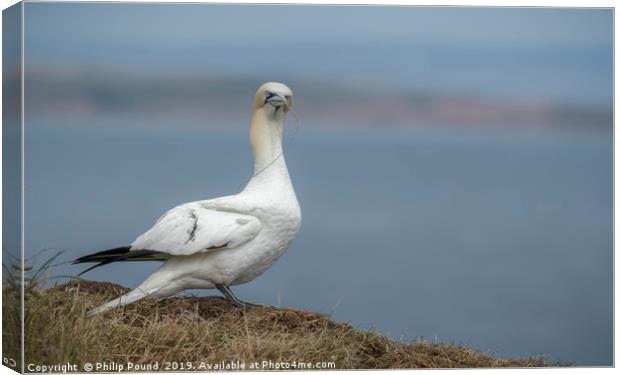 Gannet on cliffs Canvas Print by Philip Pound