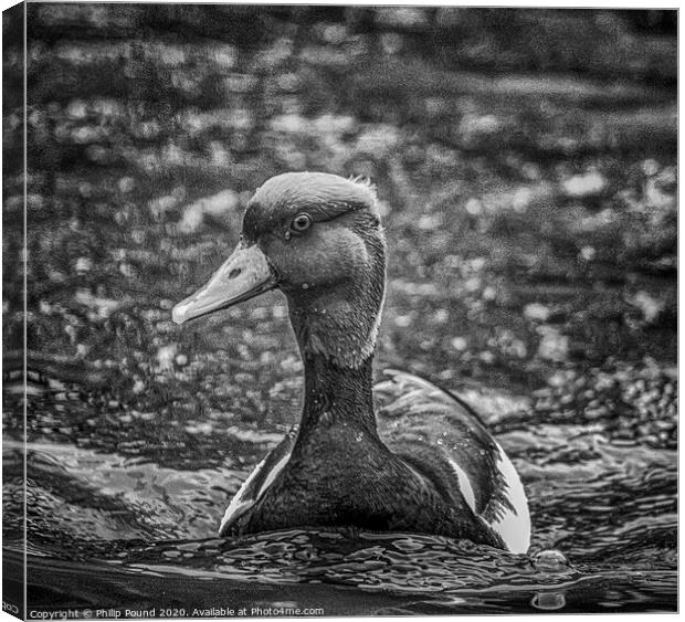 Black and White Duck on Water Canvas Print by Philip Pound