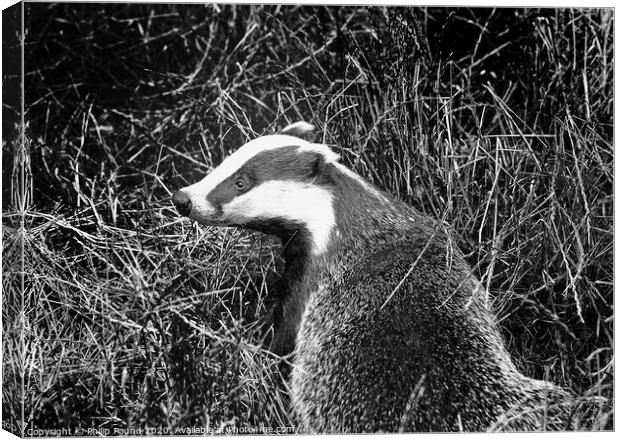 Badger Black and White Landscape Canvas Print by Philip Pound