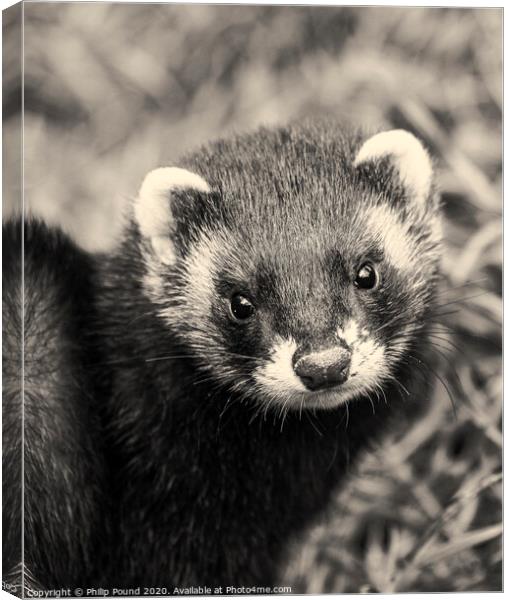 Black and white close up of polecat Canvas Print by Philip Pound