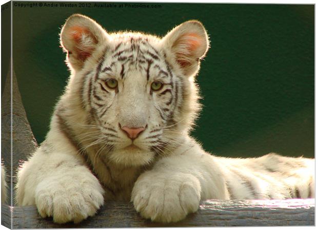 White Tiger Cub Canvas Print by Andie Weston