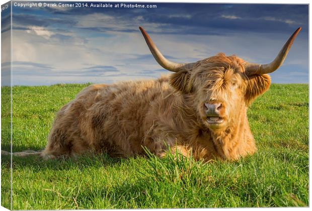  Highland cow Canvas Print by Derek Corner