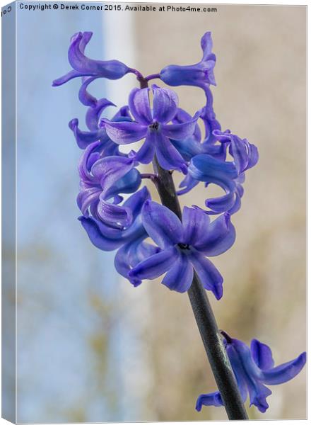  blue miniature hyacinth flowers Canvas Print by Derek Corner