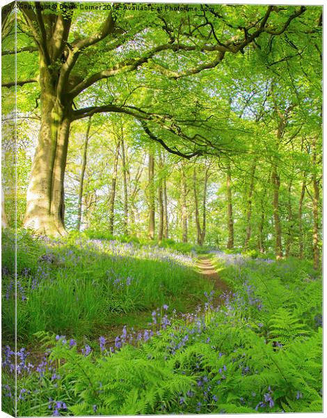  Evening walk in the bluebell wood Canvas Print by Derek Corner