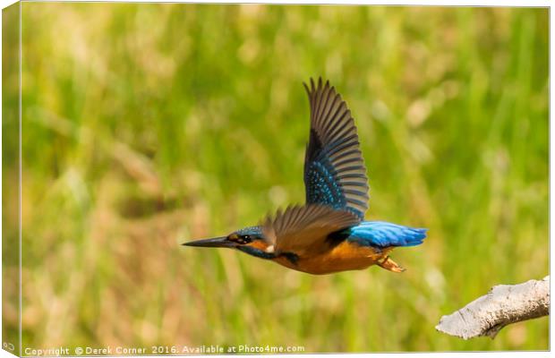 Kingfisher in flight Canvas Print by Derek Corner