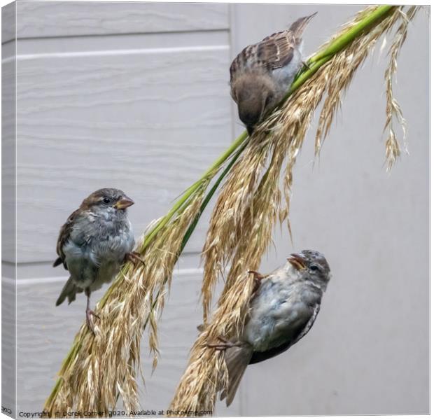 Three sparrows feeding on pampas grass Canvas Print by Derek Corner