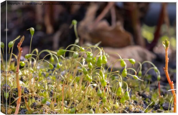 Mosses early growth Canvas Print by Derek Corner