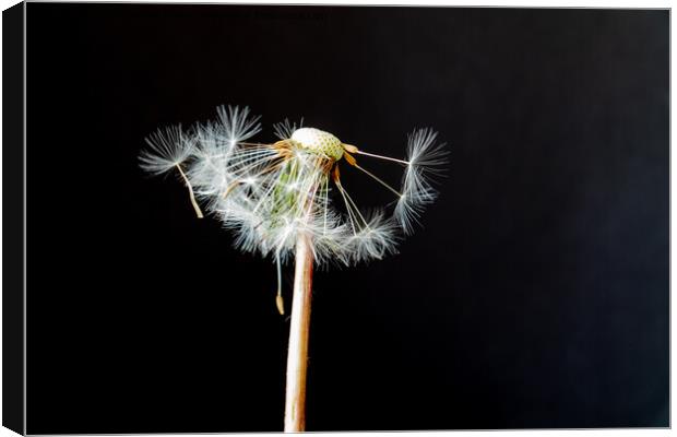 last seeds of summer Canvas Print by Derek Corner