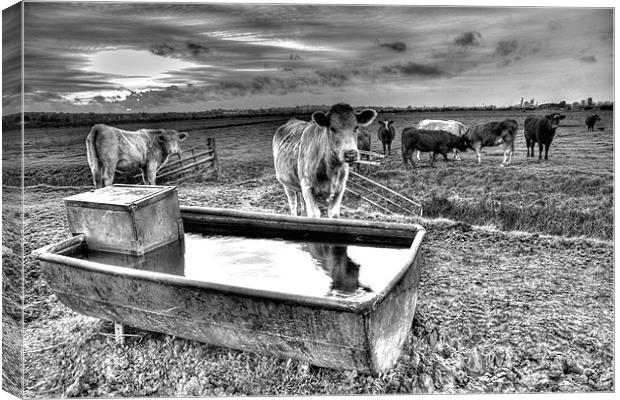 The lowing herd winds slowly Canvas Print by Brian Fuller