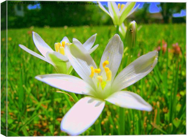 Common white field flower Canvas Print by David Kesterson