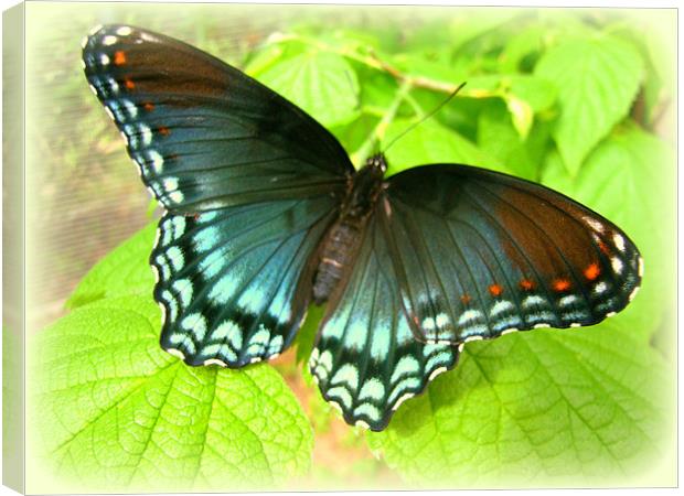 Butterfly zone Canvas Print by David Kesterson