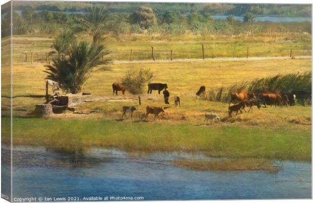 A River Nile Island With Cattle Canvas Print by Ian Lewis