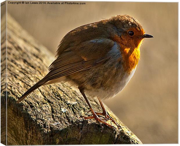 Winter Robin Canvas Print by Ian Lewis