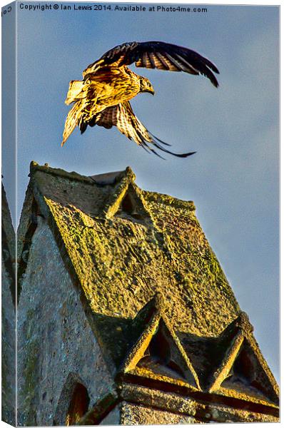 Red Kite Rising Canvas Print by Ian Lewis