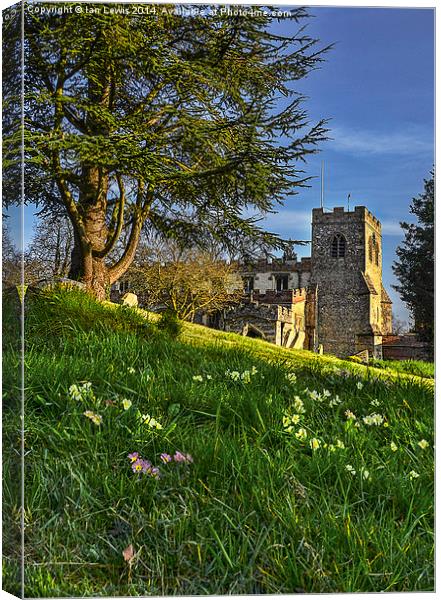 Ewelme Church and Primroses Canvas Print by Ian Lewis