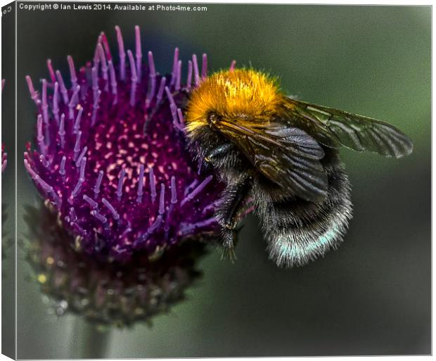  Bumblebee on Cynara Cardunculus Canvas Print by Ian Lewis
