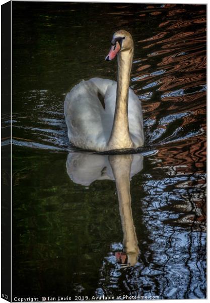 A Swan On The Kennet Canvas Print by Ian Lewis