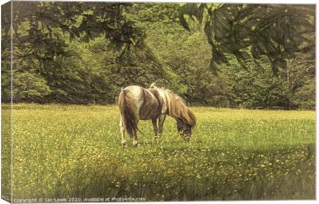 Pony In The Buttercups Digital Art Canvas Print by Ian Lewis