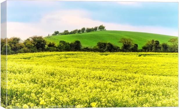 Gold and Green Landscape Canvas Print by Ian Lewis