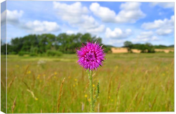 Simply Thistle Canvas Print by Paul Betts
