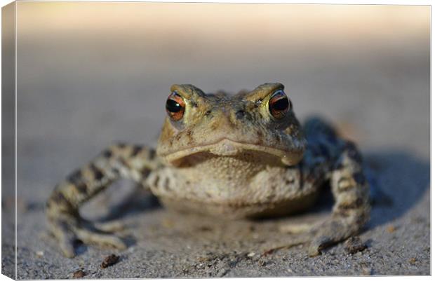 Toad Canvas Print by Paul Betts