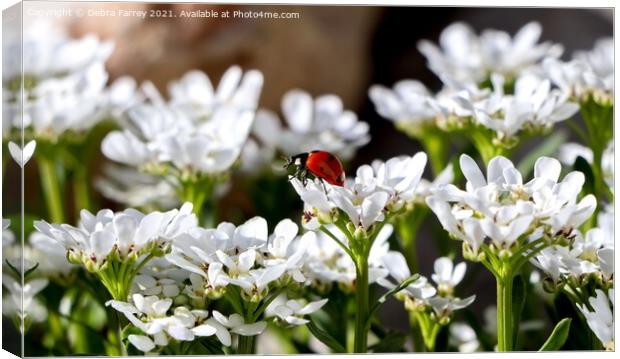 Ladybird Canvas Print by Debra Farrey