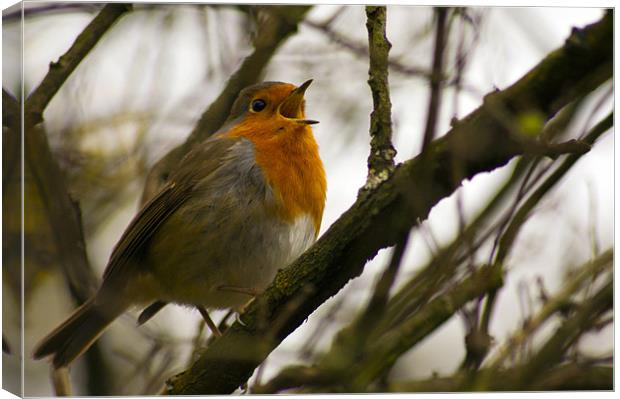 Robin Canvas Print by keith sutton
