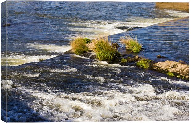 water vegetation Canvas Print by keith sutton