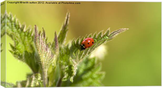 ladybird on nettle Canvas Print by keith sutton