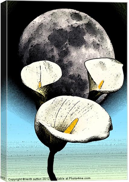 calla lilly moon Canvas Print by keith sutton