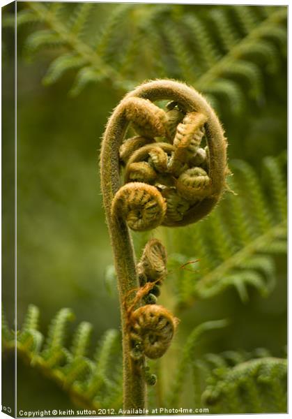 new frond Canvas Print by keith sutton