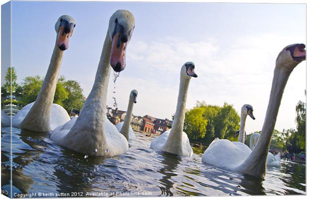 swans Canvas Print by keith sutton