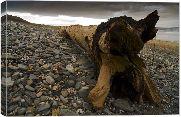 driftwood Canvas Print by keith sutton