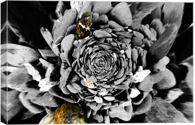 stone rosette Canvas Print by keith sutton