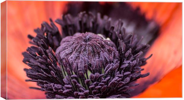  poppy 2 Canvas Print by keith sutton