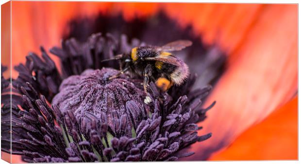  poppy and bee Canvas Print by keith sutton