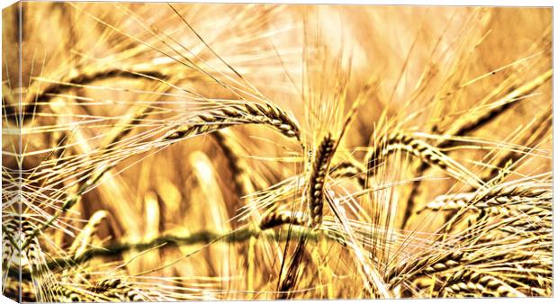 wheat Canvas Print by keith sutton