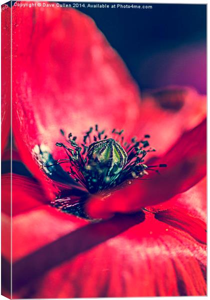 Heart of a Poppy Canvas Print by Dave Cullen
